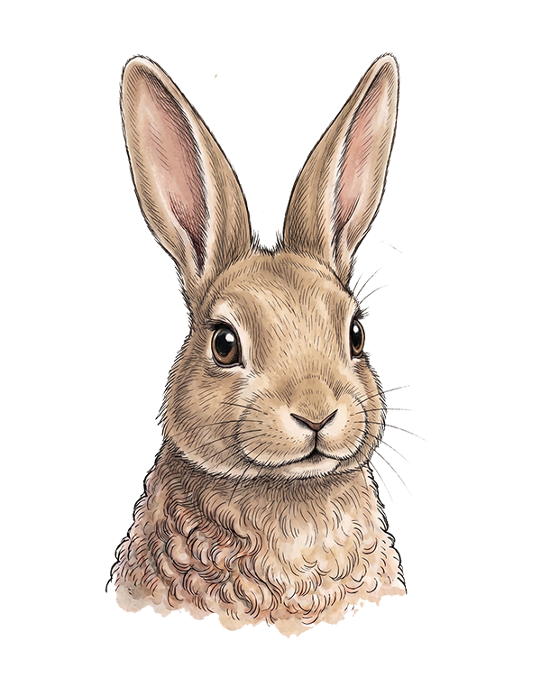 bunny